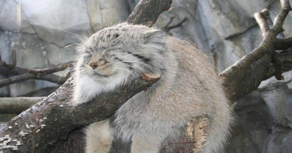 ニャンとも可愛い 珍しいネコ科の動物に会える場所5選 Taptrip