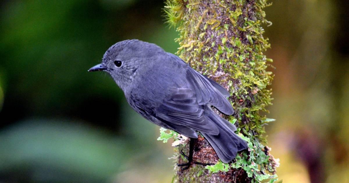 ニュージーランドは自然の宝庫！ここでしか出遭えない野生動物ガイド