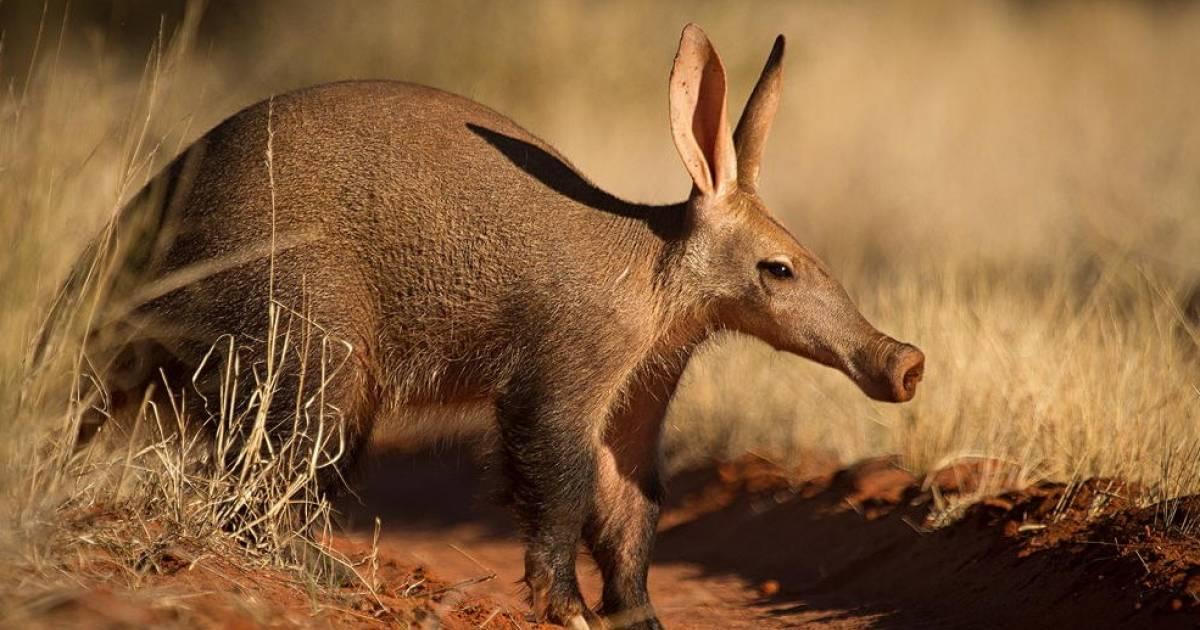 南アフリカのサファリで出会える動物ガイド おもしろ動物編 Taptrip