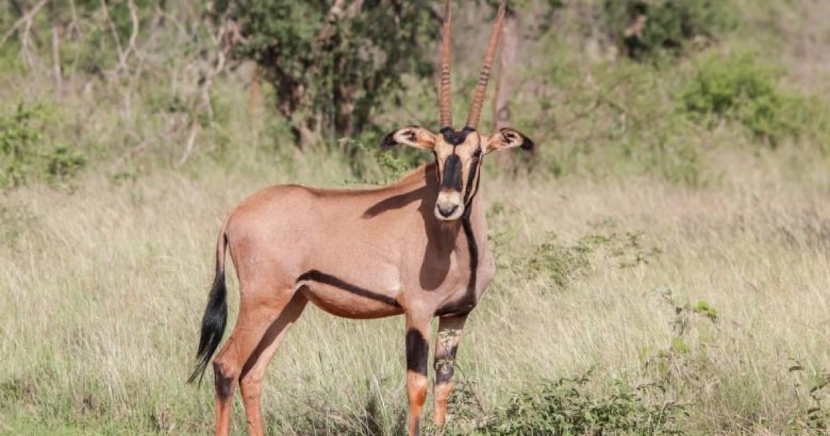 南アフリカ サファリで出会える動物ガイド 草食動物編 知ってるだけで10倍楽しいサファリ観光 Taptrip 3ページ目