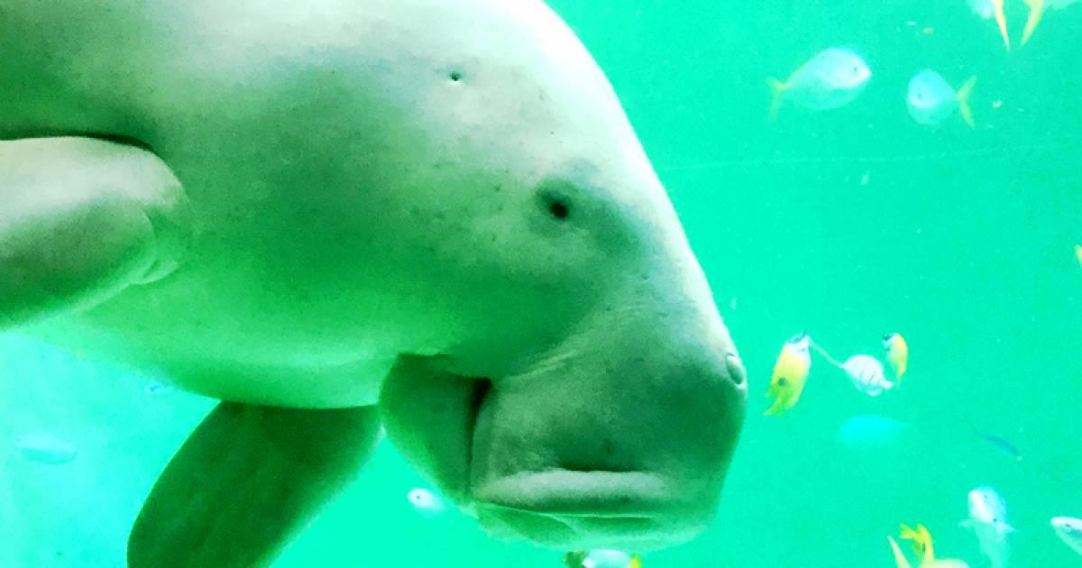 三重県でジュゴンに会える鳥羽水族館を徹底解剖！ココでしか出会えない
