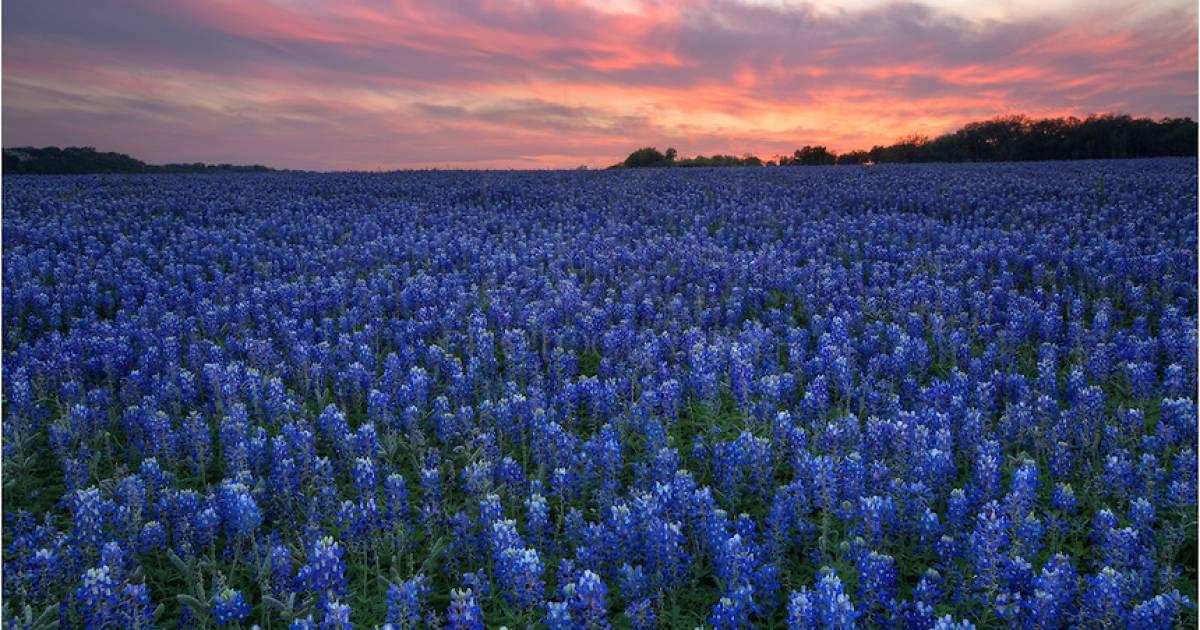 地平線まで埋め尽くす青のカーペット！テキサス・ブルーボネットの絶景