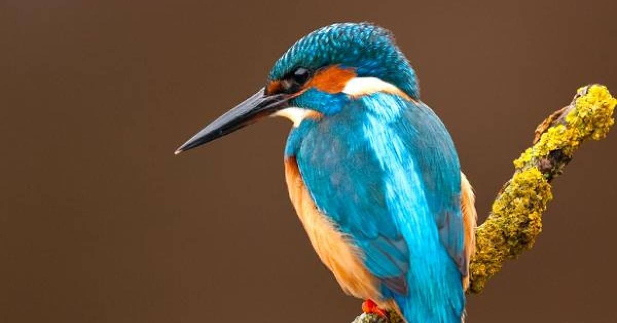 埼玉で幸せの青い鳥探し♪カワセミと真っ赤な曼珠沙華が美しい巾着田へ