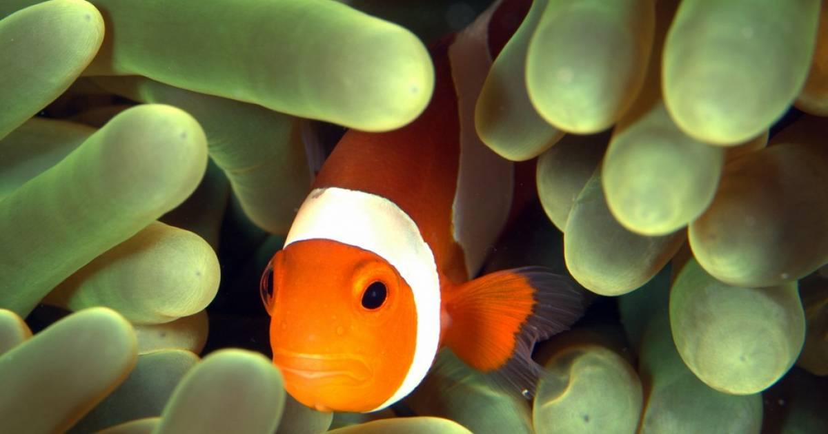 フィリピン セブ島ビーチの魚図鑑 魚の楽園は水族館顔負けのラインナップ Taptrip