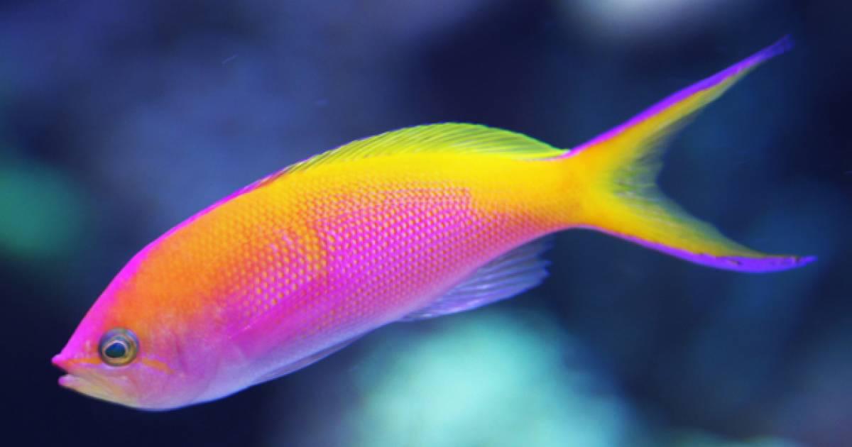ニューカレドニアの海を華麗に泳ぐ魚たち！ここだけしか出会え