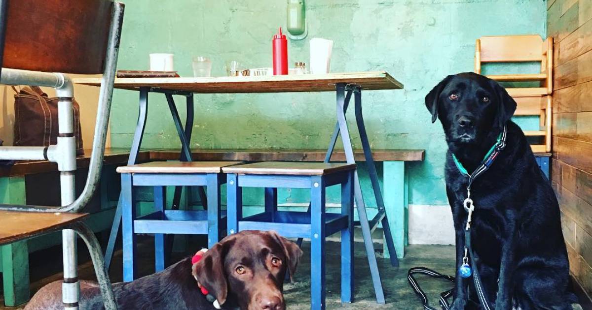 東京で人気急上昇中の犬カフェおすすめ15選 Google口コミで4つ星以上の人気店を集めました Taptrip