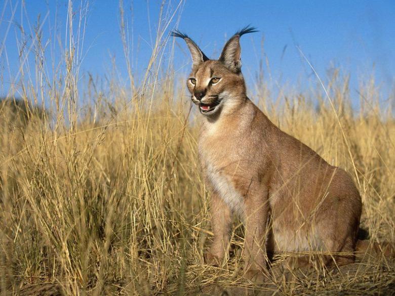 ニャンとも可愛い！珍しいネコ科の動物に会える場所5選 ｜TapTrip
