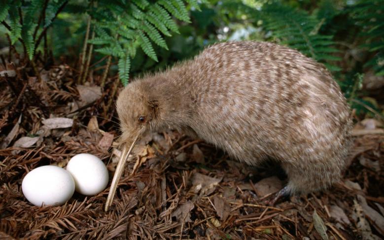 ニュージーランドは自然の宝庫！ここでしか出遭えない野生動物ガイド