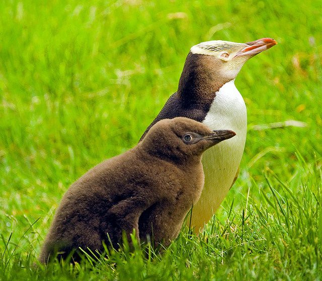 ペンギン王国！ニュージーランドで出会いたいのはこのペンギン！｜TapTrip