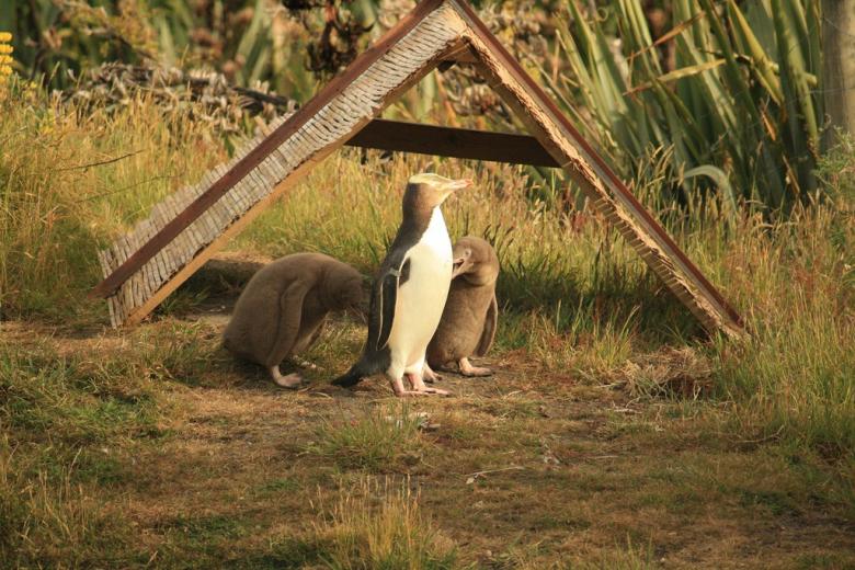 ペンギン王国！ニュージーランドで出会いたいのはこのペンギン！｜TapTrip