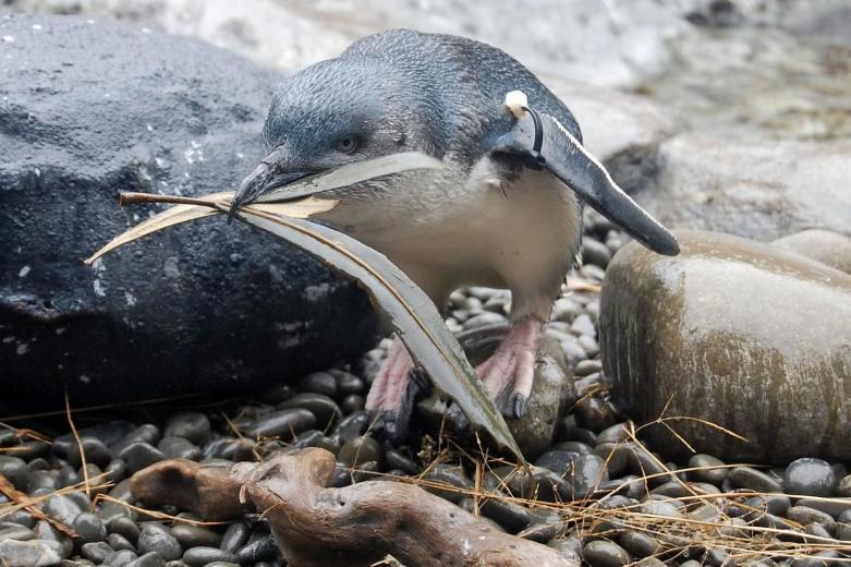 ペンギン王国！ニュージーランドで出会いたいのはこのペンギン