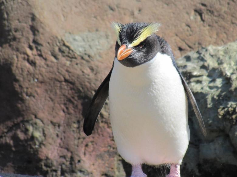 ペンギン王国！ニュージーランドで出会いたいのはこのペンギン