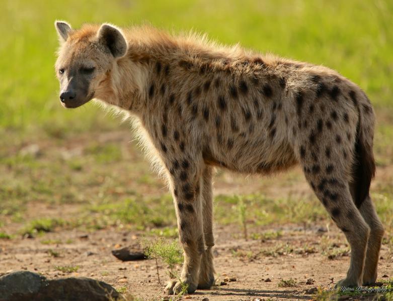 南アフリカのサファリで出会える動物ガイド 肉食動物編 Taptrip