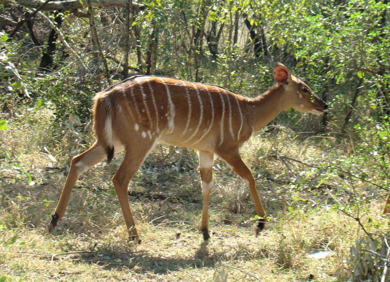 南アフリカのサファリで出会える動物ガイド 草食動物編 Taptrip