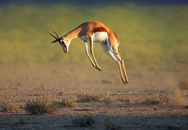 南アフリカのサファリで出会える動物ガイド 草食動物編 Taptrip