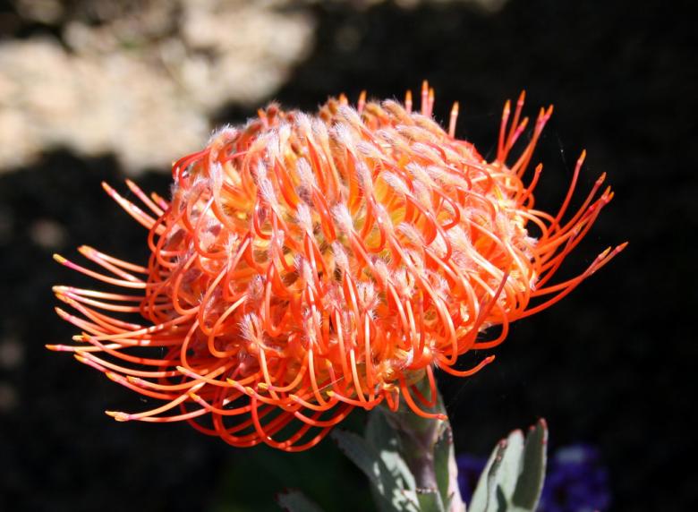 南アフリカでしか見れない 彩り鮮やかな人気の花5選 Taptrip