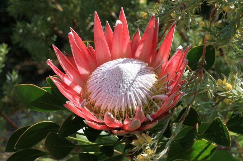 南アフリカの花図鑑 花王国 の名にふさわしいアフリカ大陸最南端で出会えるユニークな花の数々 Taptrip