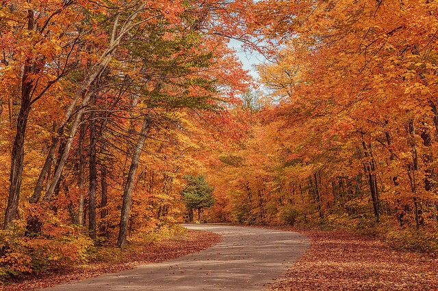 カナダの公園で紅葉狩り メープル街道観光で行くべき観光スポット６選 Taptrip