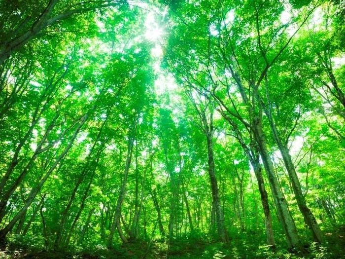 青森県 知られざる白神山地の幻想的な世界 Taptrip