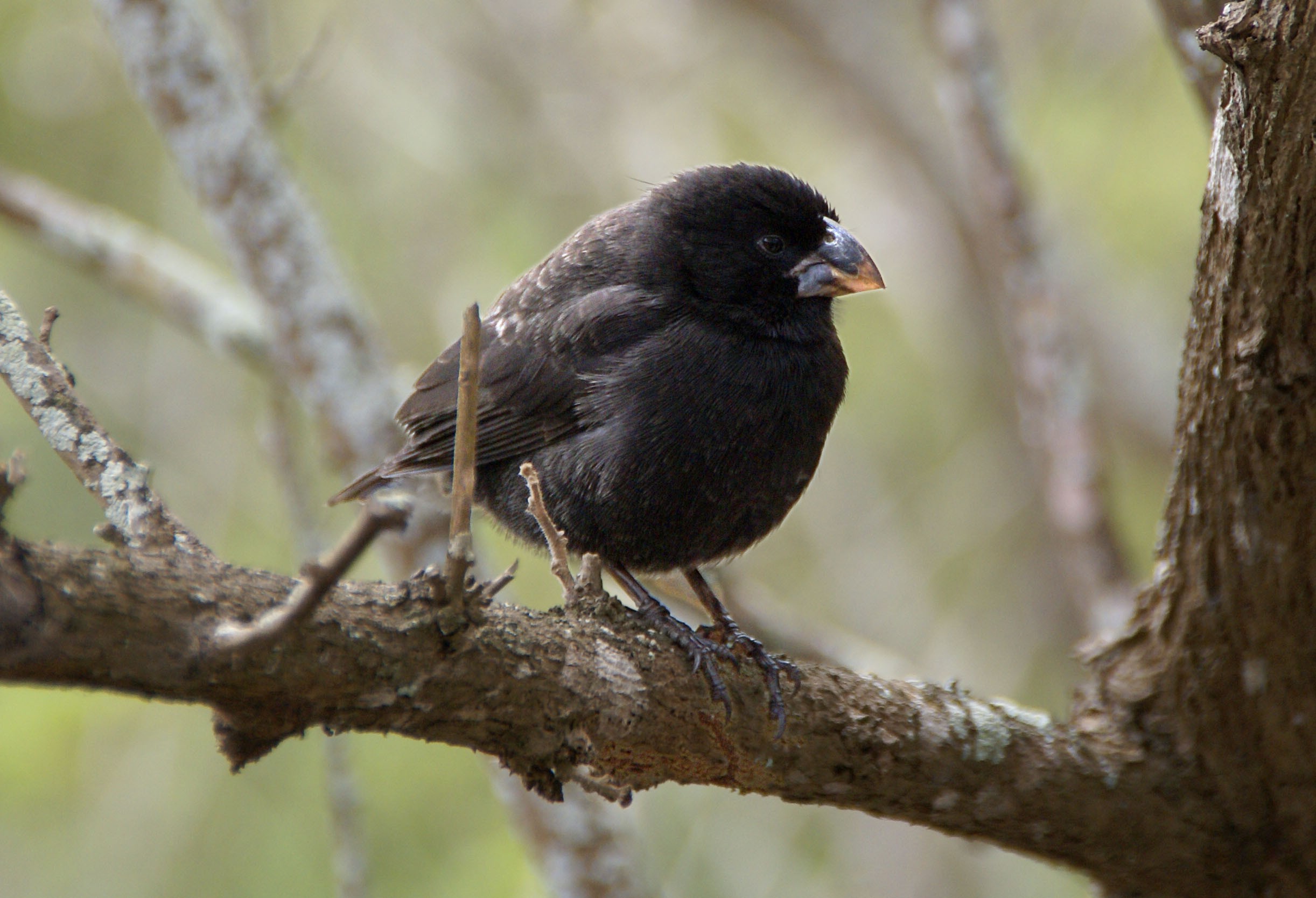 ガラパゴス諸島で見ることができる 鳥 がスゴい 22種類大特集 Taptrip