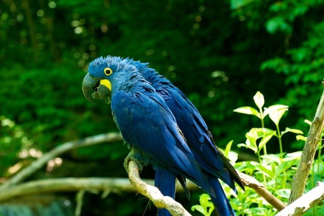 南アメリカの熱帯雨林の鳥