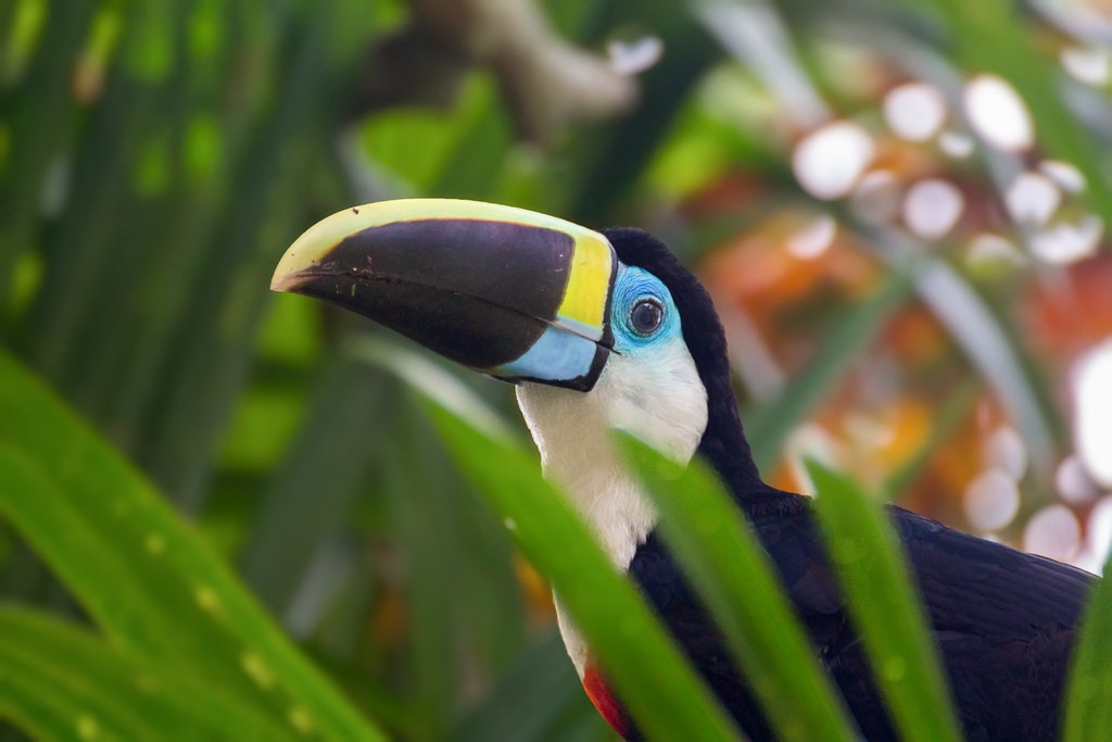 南アメリカの熱帯雨林の鳥