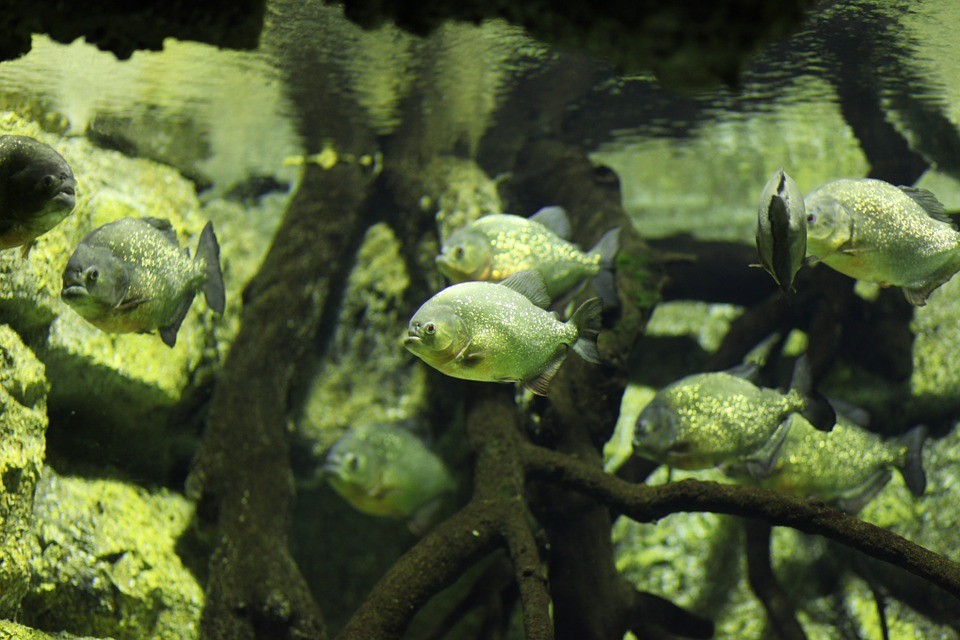 アマゾン メコン ナイル 世界の河を魚で巡ろう 地域別いろいろ珍魚特集 Taptrip