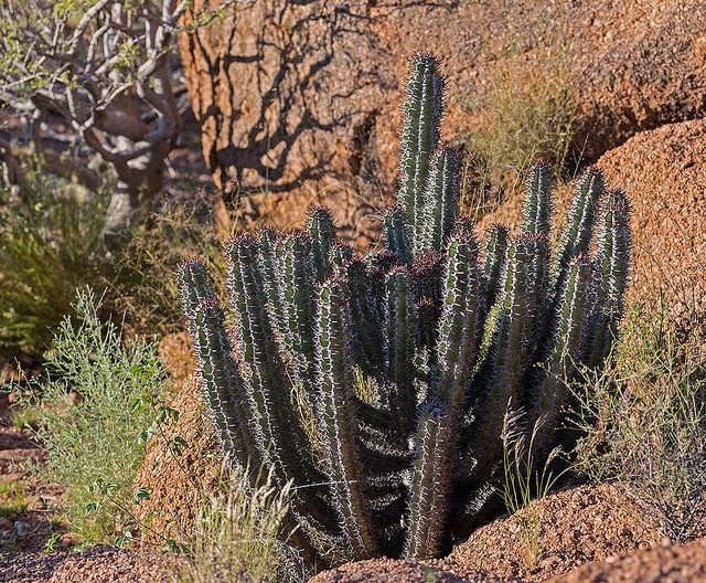 ナミビア ナミブ砂漠で出会いたい奇妙な動植物ガイド アフリカの大地に大感動 Taptrip