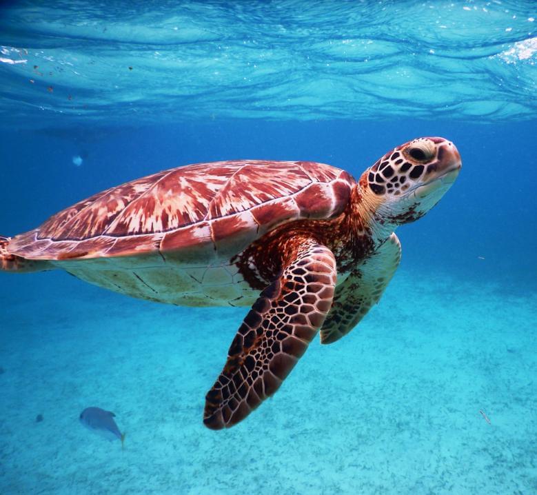 世界遺産ベリーズ珊瑚礁保護区グレートブルーホールの魅力に迫る！カリブ海の宝石で神秘を感じよう｜TapTrip