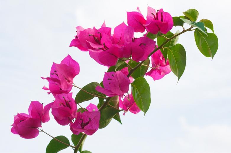 南国マレーシアで咲く花の種類４選 有名なラフレシアなど珍しいカラフルな植物がたくさん Taptrip