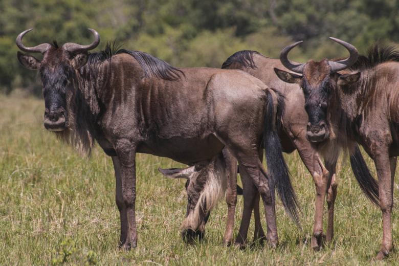南アフリカ サファリで出会える動物ガイド 草食動物編 知ってるだけで10倍楽しいサファリ観光 Taptrip 南アフリカ サファリで出会える動物ガイド 草食動物編 知ってるだけで10倍楽しいサファリ観光 Taptrip