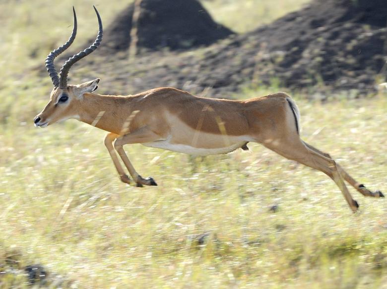 南アフリカ サファリで出会える動物ガイド 草食動物編 知ってるだけで10倍楽しいサファリ観光 Taptrip 3ページ目