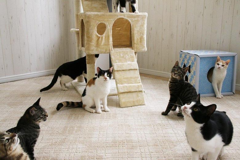 神奈川でおすすめの猫カフェ15選 Google口コミで4つ星以上の人気店を集めました Taptrip