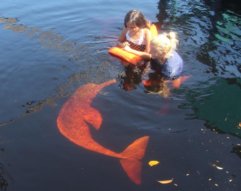 幻のピンクイルカに出会える場所5選 幸運を呼ぶピンクイルカに会いにいこう Taptrip