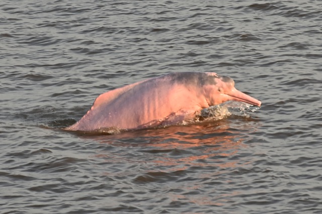 幻のピンクイルカに出会える場所5選 幸運を呼ぶピンクイルカに会いにいこう Taptrip