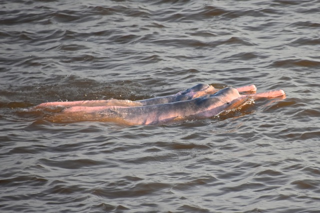 幻のピンクイルカに出会える場所5選 幸運を呼ぶピンクイルカに会いにいこう Taptrip